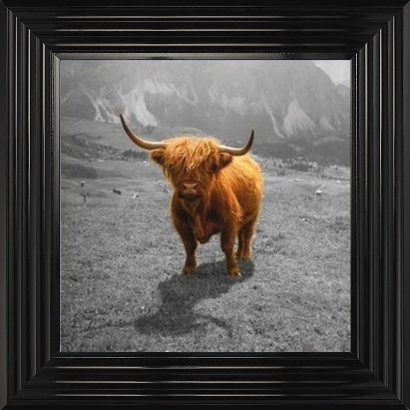 Highland Cow - Colour Splash