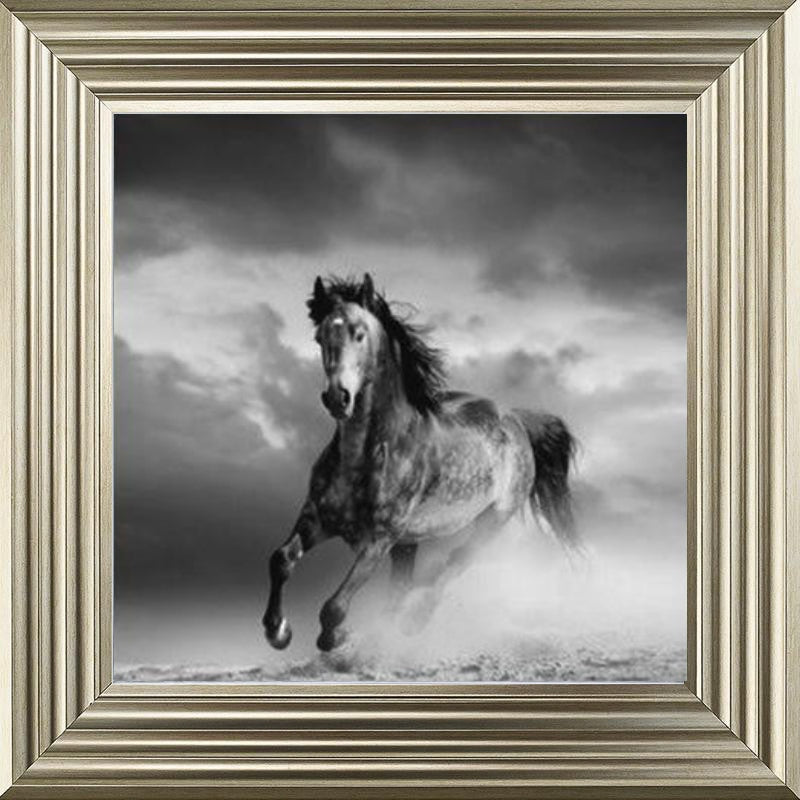 Horse in Sandstorm - Black and White