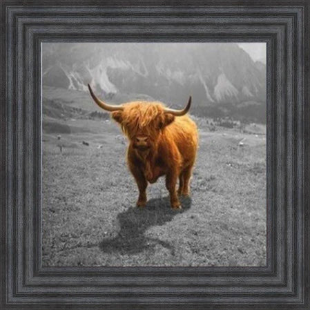 Highland Cow - Colour Splash