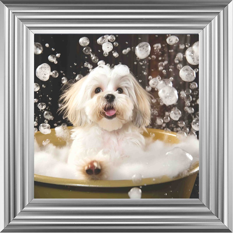 Lhaso Apso Bath Time