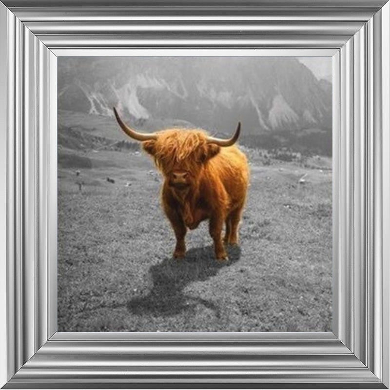 Highland Cow - Colour Splash