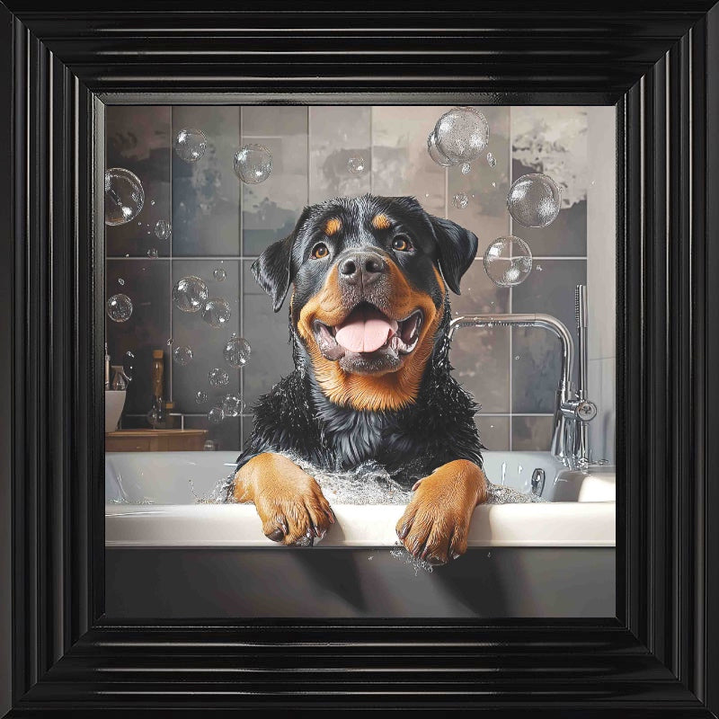 Rotweiller Bath Time