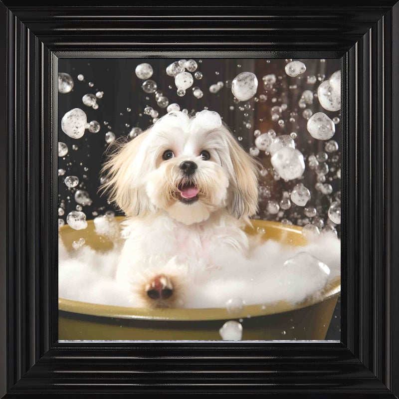 Lhaso Apso Bath Time