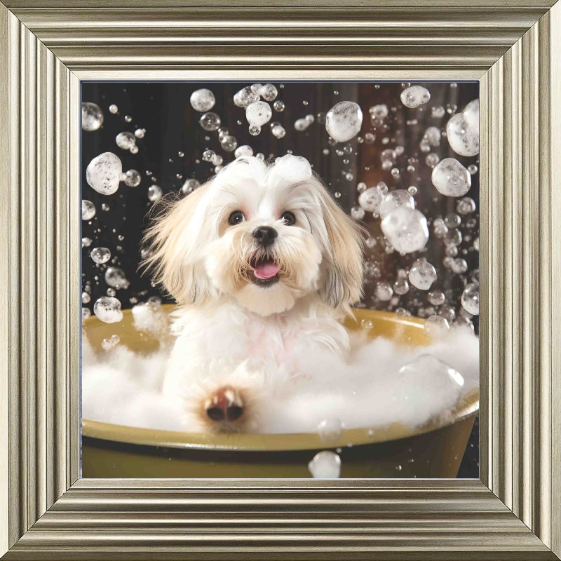 Lhaso Apso Bath Time