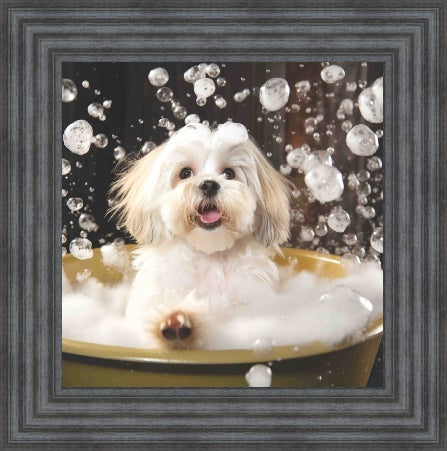 Lhaso Apso Bath Time