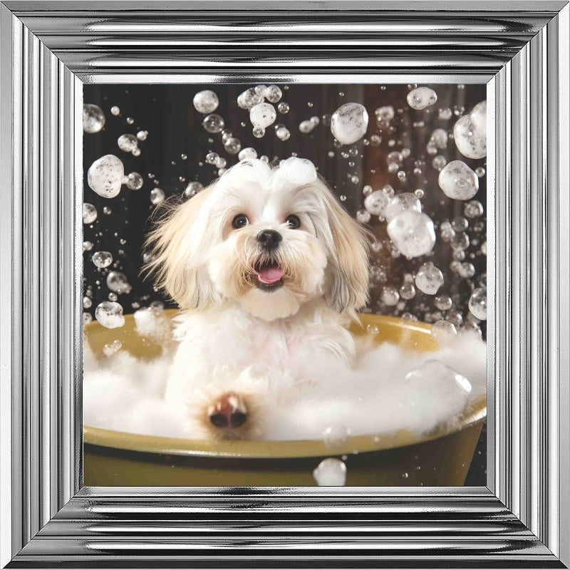 Lhaso Apso Bath Time