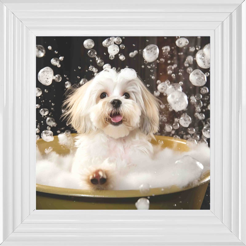 Lhaso Apso Bath Time
