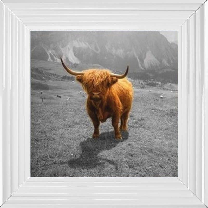 Highland Cow - Colour Splash