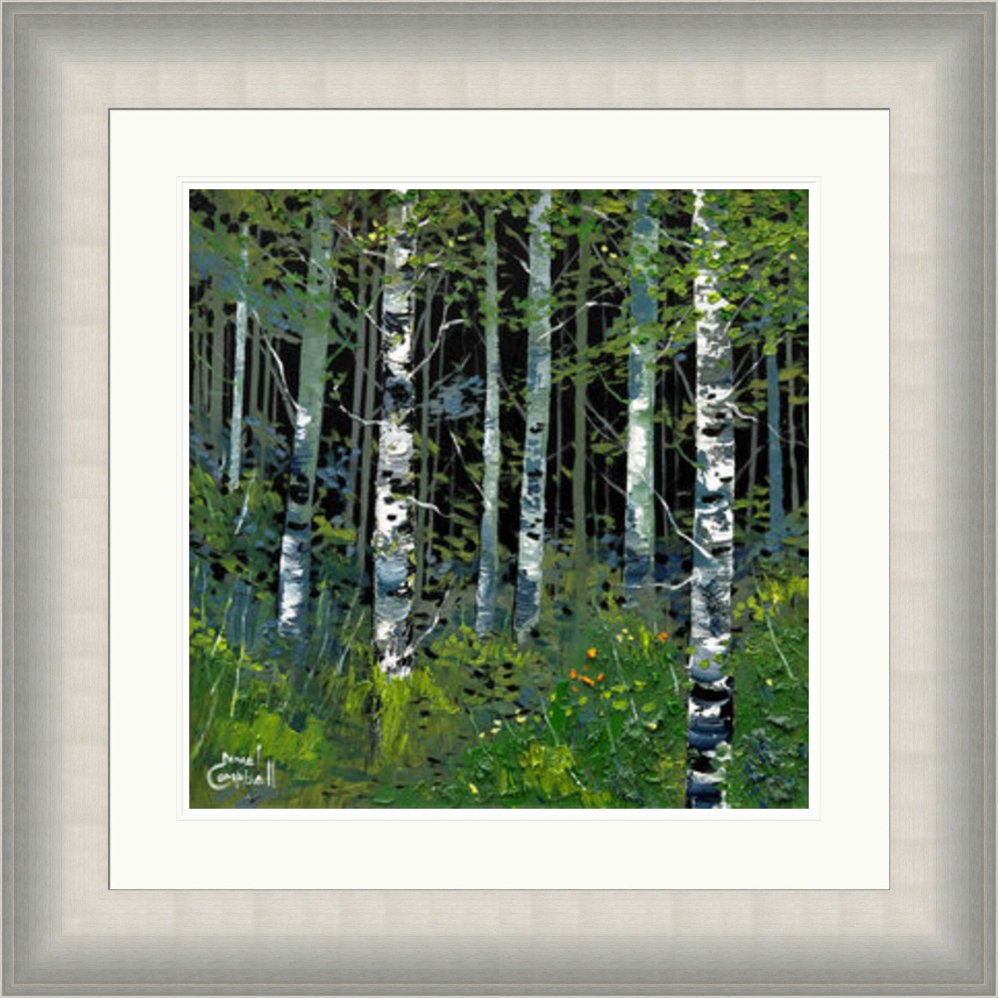 Silver Birches In Summer by Daniel Campbell