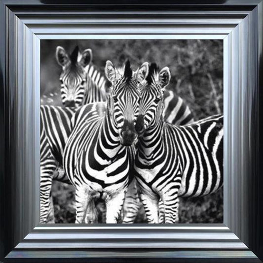 Sibling Love, Zebras