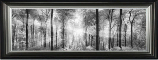 Sunlight Forest - Black and White