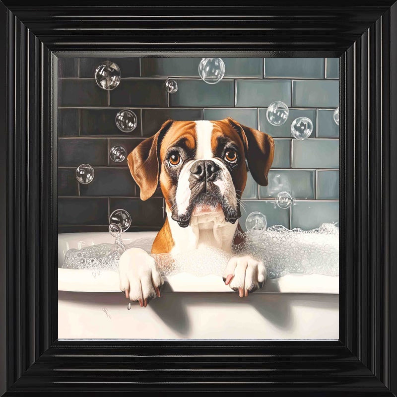Boxer Bath Time