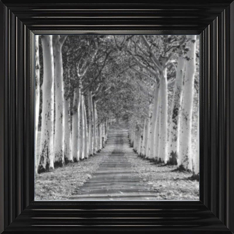 Tree Lined Walk