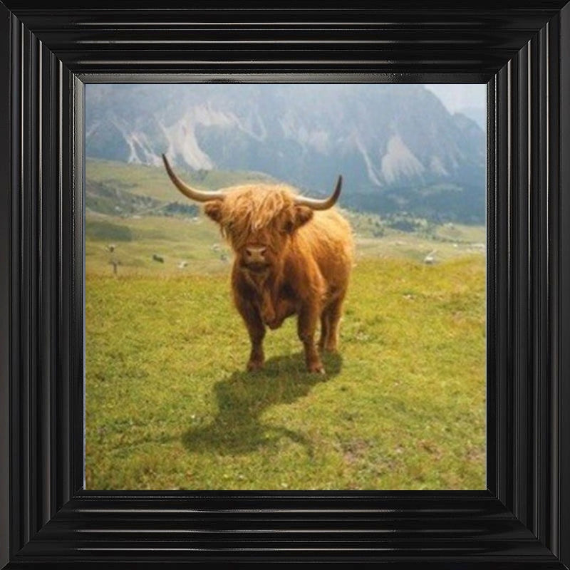 Highland Cow - Colour