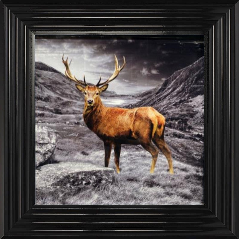 Stag - Colour Splash