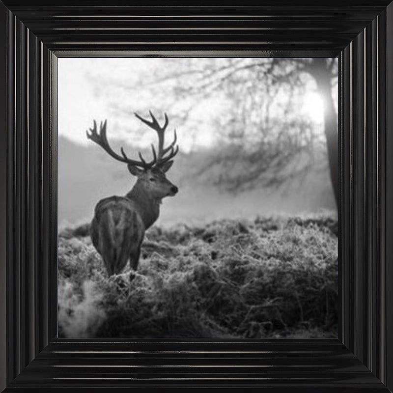 Stag In Golden Sunset - Black and White