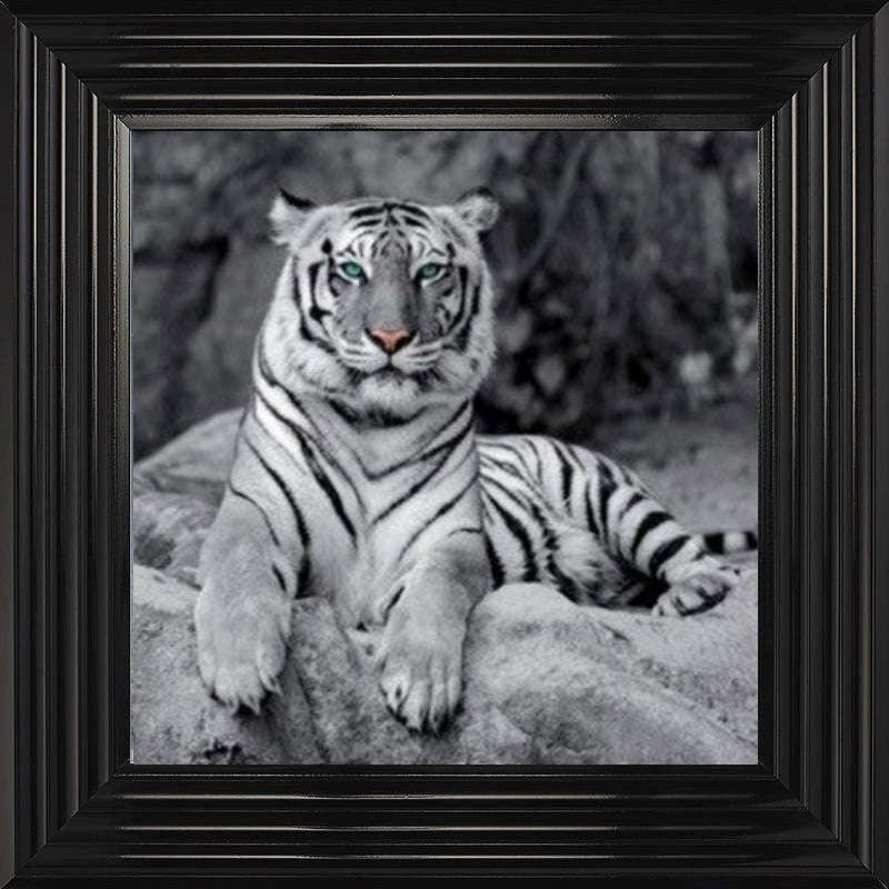 Lazy White Tiger