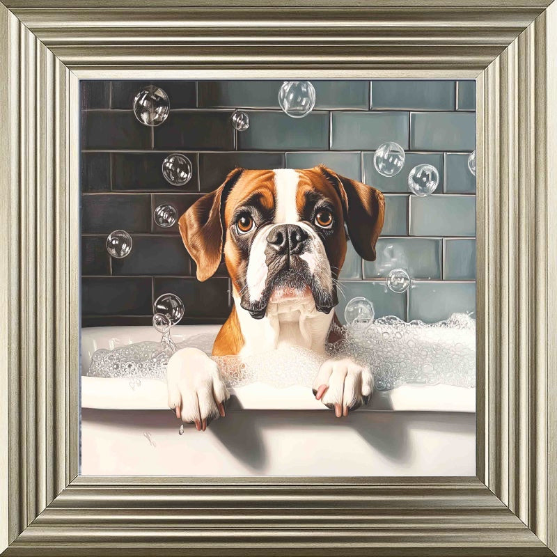 Boxer Bath Time