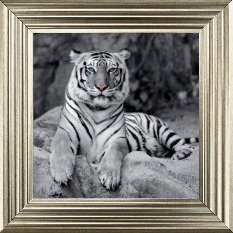 Lazy White Tiger
