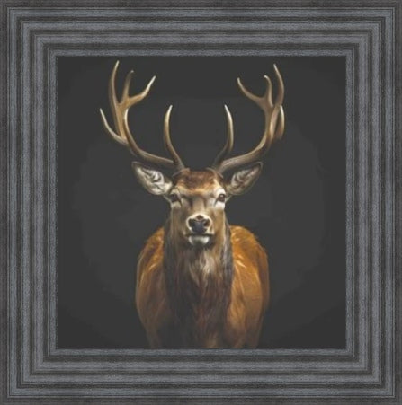 Majestic Stag