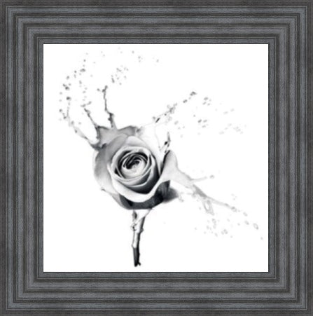 White Rose