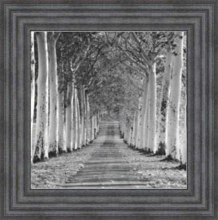 Tree Lined Walk