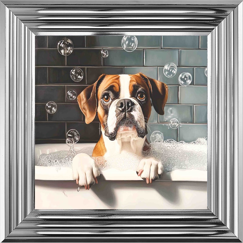 Boxer Bath Time