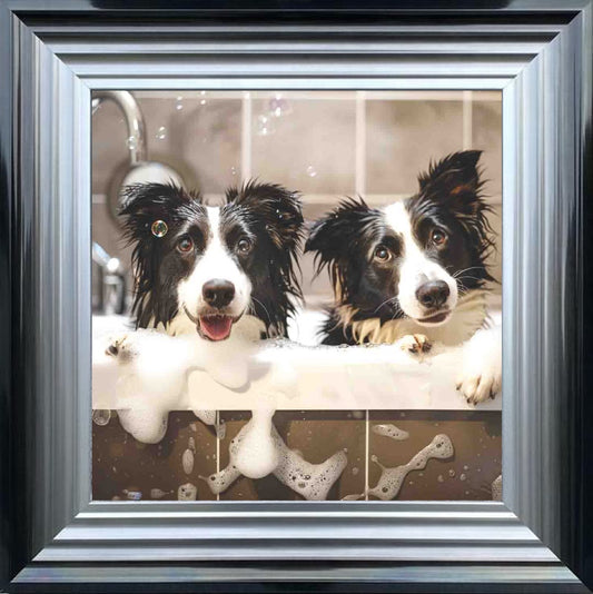 Border Collie Bath Time