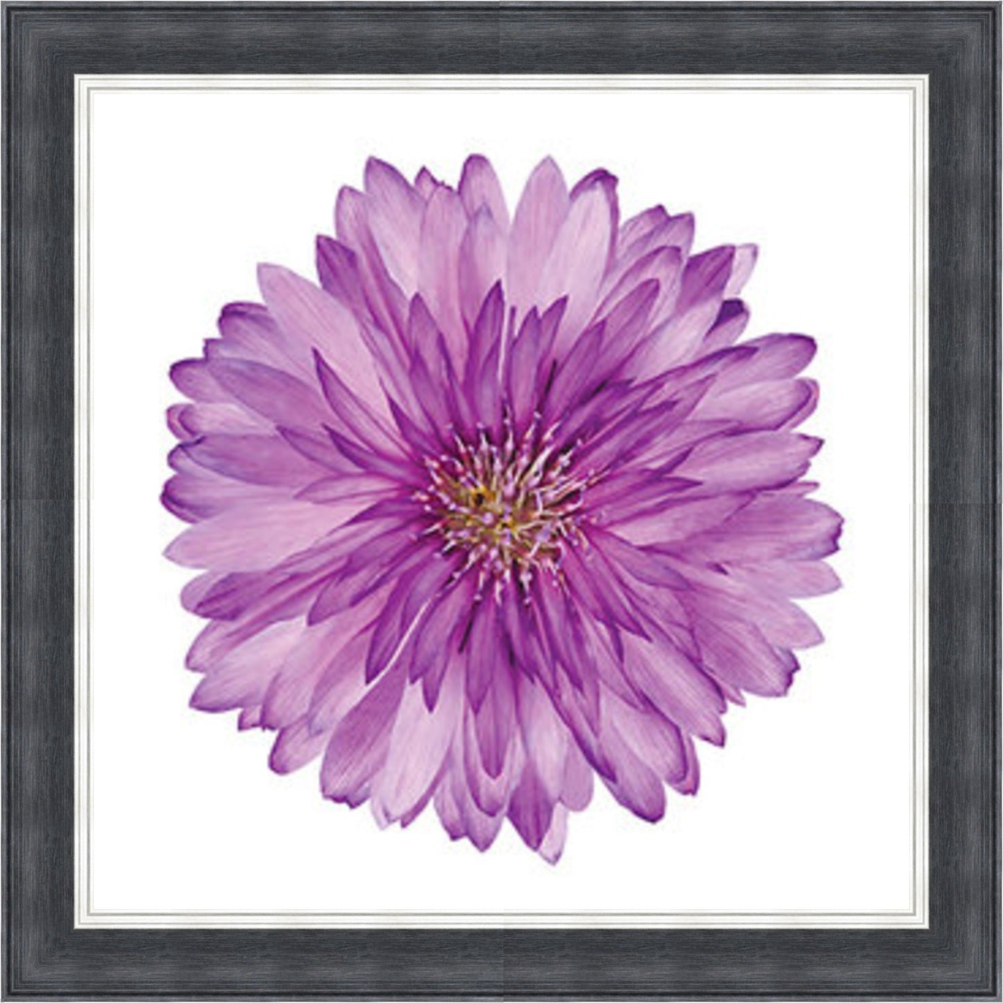 Xeranthemum Mini Liquid Art