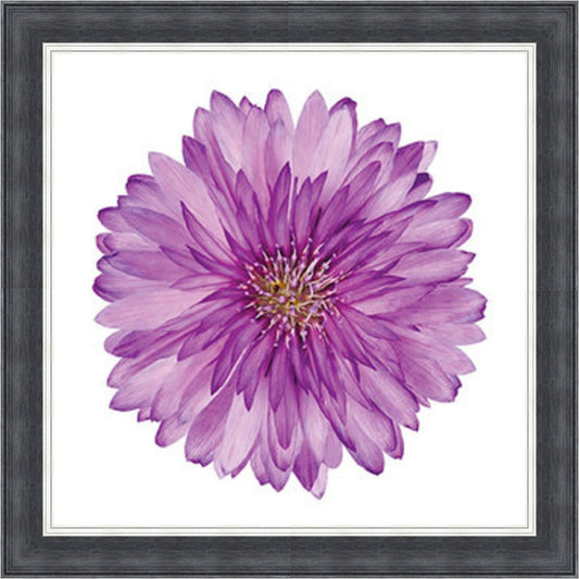 Xeranthemum Mini Liquid Art