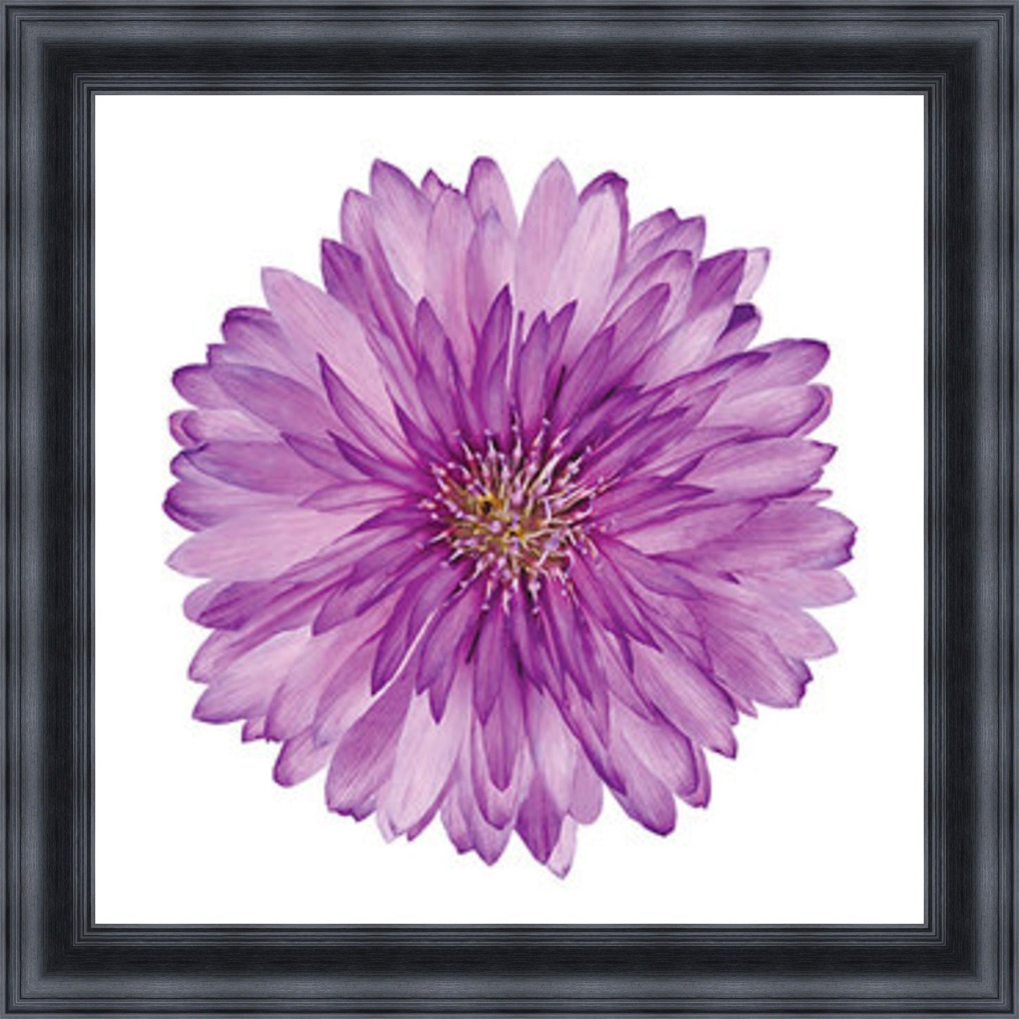 Xeranthemum Mini Liquid Art
