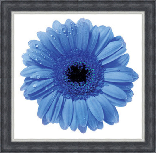 Blue Gerbera Mini Liquid Art