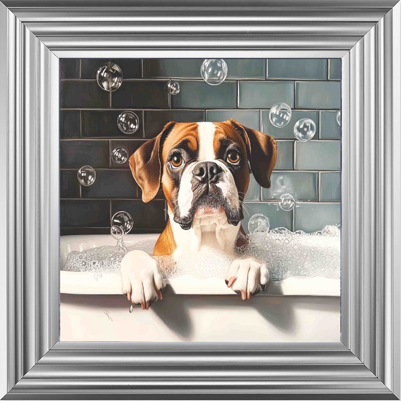 Boxer Bath Time
