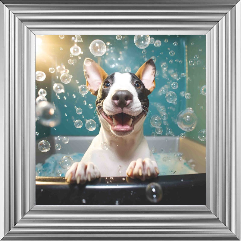 English Bull Terrier Bath Time