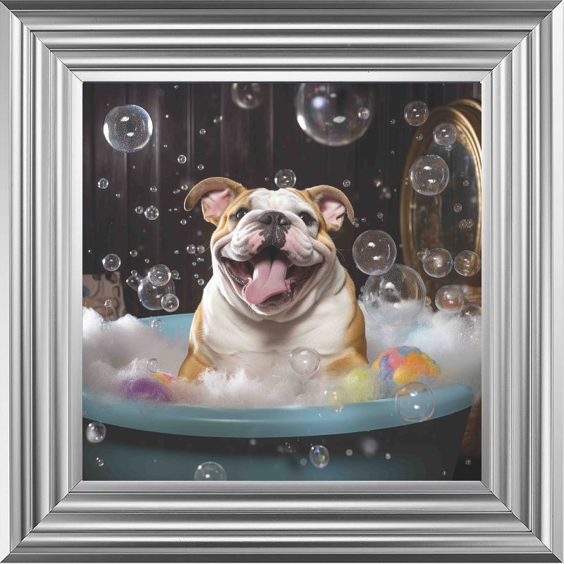 Bulldog Bath Time