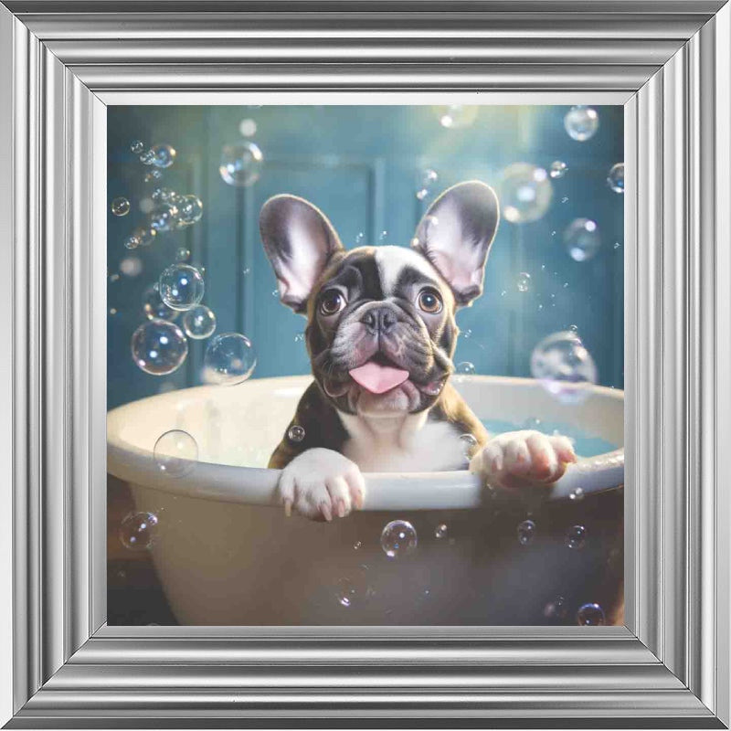 French Bull Dog Bath Time