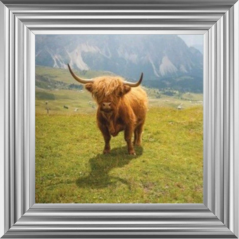 Highland Cow - Colour
