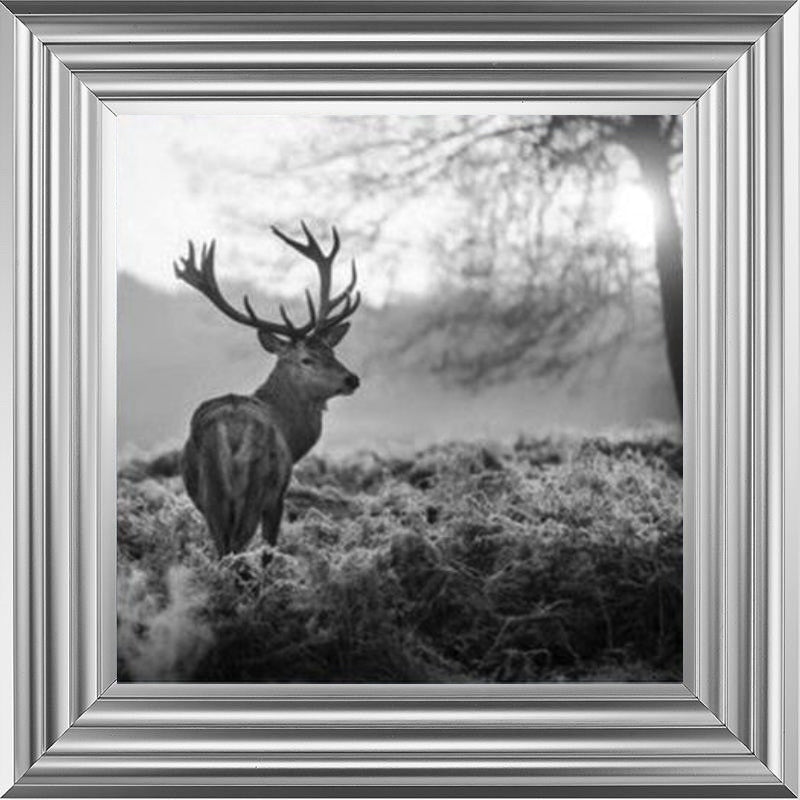 Stag In Golden Sunset - Black and White
