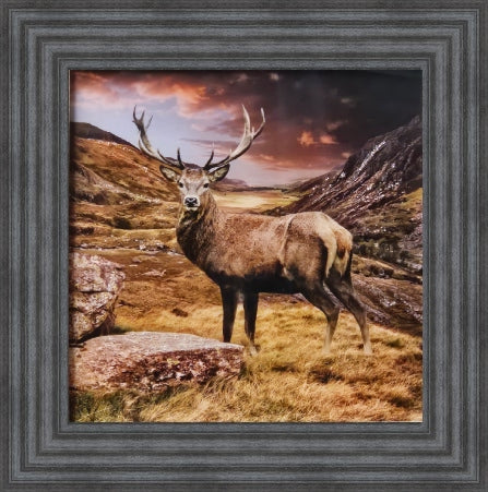 Stag
