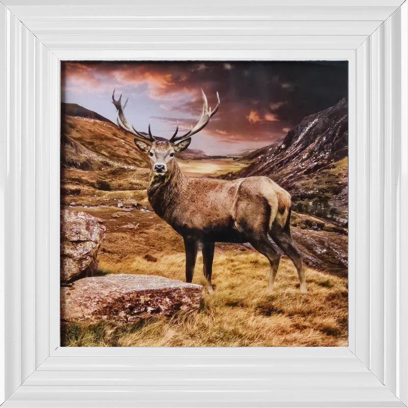 Stag