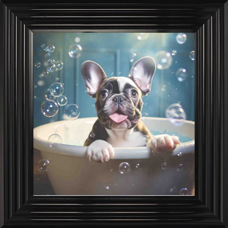 French Bull Dog Bath Time