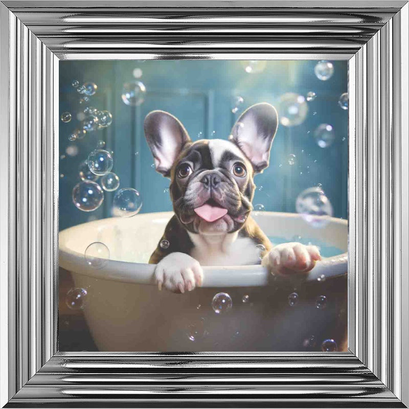 French Bull Dog Bath Time