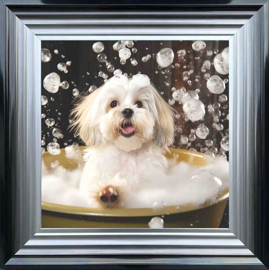 Lhaso Apso Bath Time