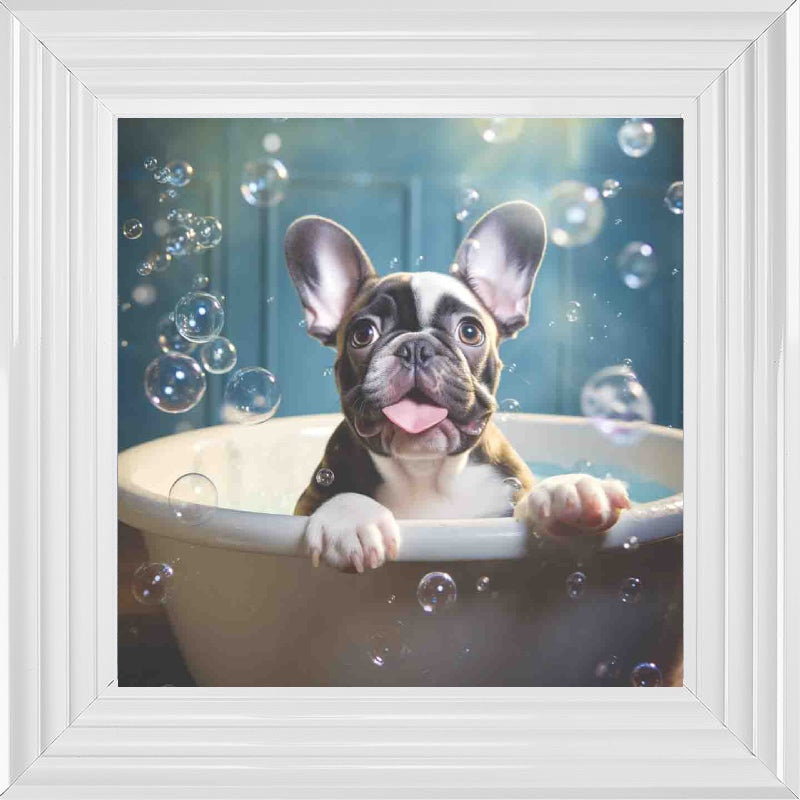 French Bull Dog Bath Time