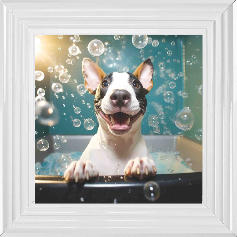 English Bull Terrier Bath Time