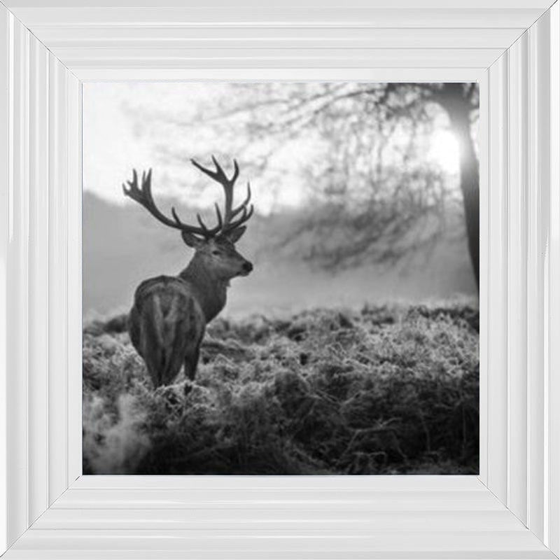 Stag In Golden Sunset - Black and White
