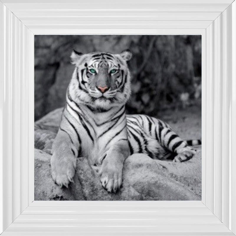 Lazy White Tiger