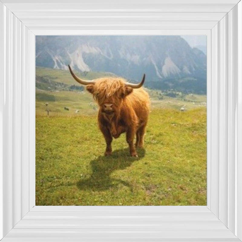 Highland Cow - Colour