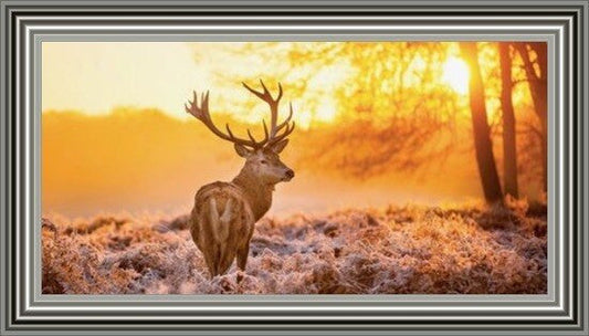 Stag In Golden Sunset