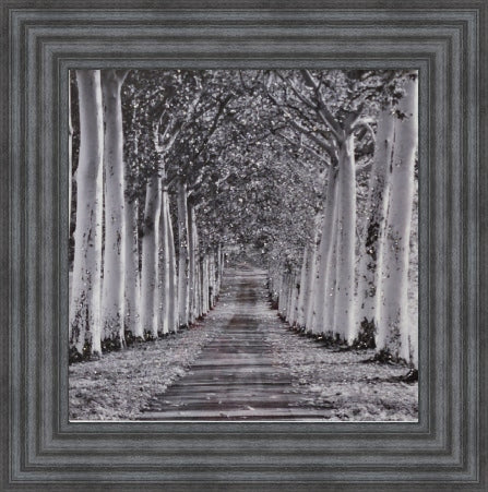 Tree Lined Walk